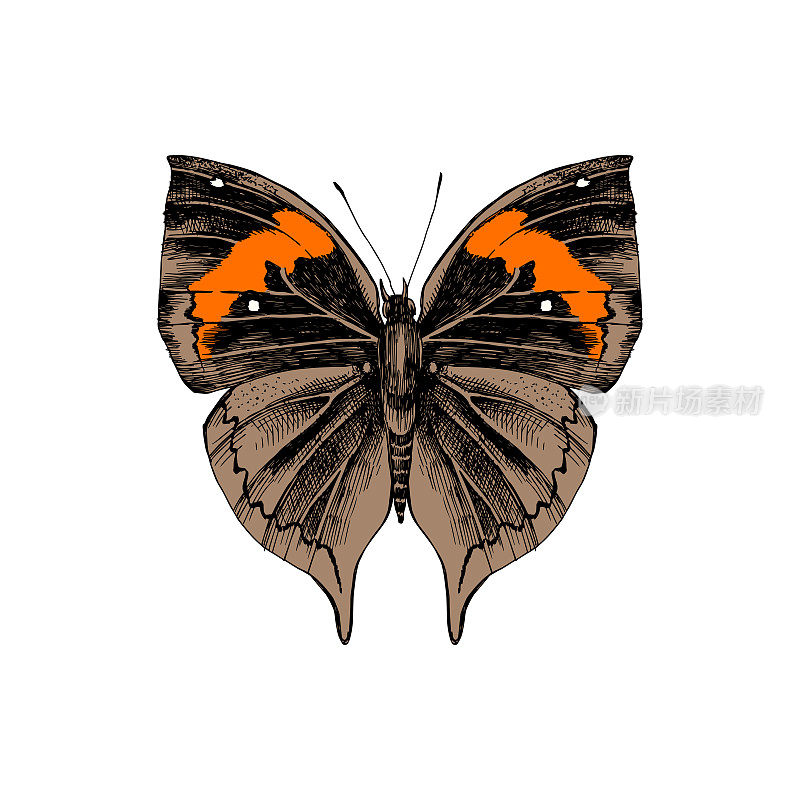 Orange oakleaf or dead leaf - Kallima inachus - butterfly